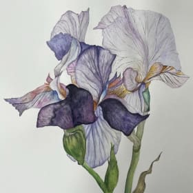 Blooming Iris (Original) item