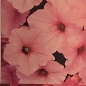 Supertunia Bubblegum item