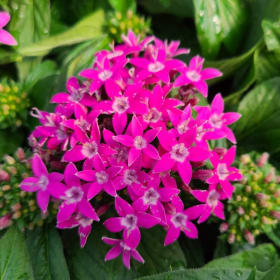 Pentas - Ultra Violet item