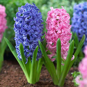 Hyacinth (6 1/2" Pot) item