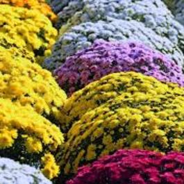 Spring Mums (4 1/2" Pot) item