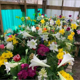 Easter Lilly (10" pot) item