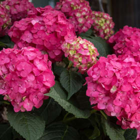 2 Certificates for a Summer Crush Endless Summer Hydrangea item