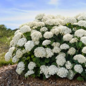 2 Certificates for a First Editions FlowerFull hydrangea item