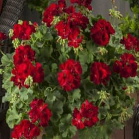 CALLIOPE DARK RED GERANIUM PLANTER #1 item