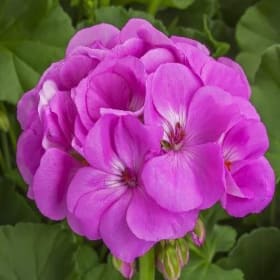 CALLIOPE LAVENDER GERANIUM PLANTER #3 item