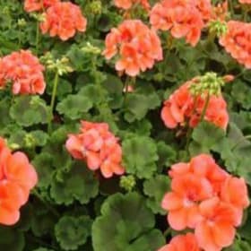 ROCKY MOUNTAIN SALMON GERANIUM PLANTER #2 item