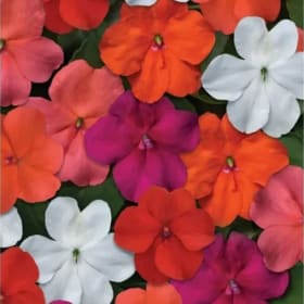 BEACON MIX IMPATIENS FLAT #1 item