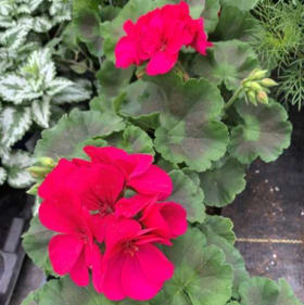 CALLIOPE MAGENTA GERANIUM PLANTER #4 item
