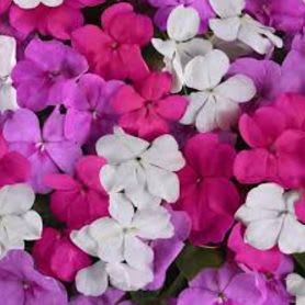 BEACON CHICAGO MIX IMPATIENS FLAT #2 item