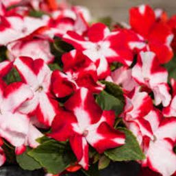 IMARA RED STAR IMPATIENS FLAT #3 item