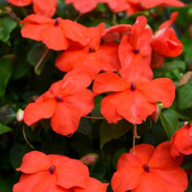 BEACON ORANGE IMPATIENS FLAT #4 item
