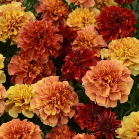 STRAWBERRY BLONDE MARIGOLDS FLAT #1 item