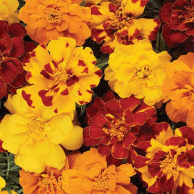 DURANGO OUTBACK MIX MARIGOLDS FLAT #2 item