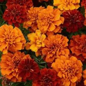 FIREBALL MARIGOLDS FLAT #3 item
