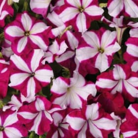 BURGUNDY STAR PETUNIA FLAT#1 item
