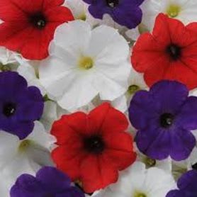 FLAG MIX PETUNIA FLAT #2 item
