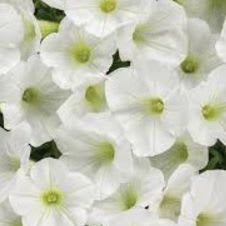 WHITE PETUNIA FLAT #3 item