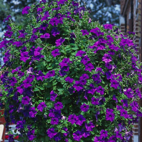 TRAILING BLUE PETUNIA HANGING BASKET #1 item