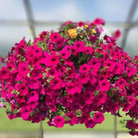 TRAILING PINK PETUNIA HANGING BASKET #2 item
