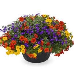 HARVEST MOON HANGING BASKET #3 item