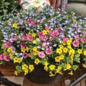 PINK LEMONADE HANGING BASKET #6 item