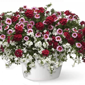 STRAWBERRY SHORTCAKE HANGING BASKET #7 item