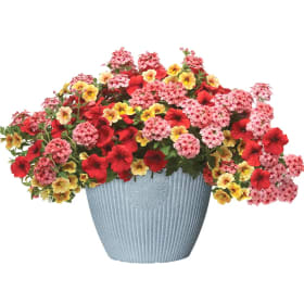 WHO KNEW ORLEANS HANGING BASKET #8 item