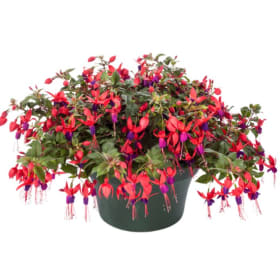 FUCHSIA-DARK EYES HANGING BASKET #9 item