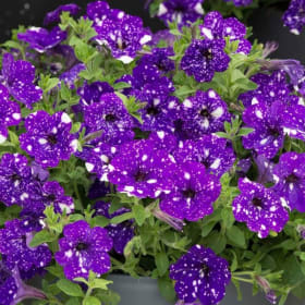 NIGHT SKY PETUNIA HANGING BASKET #10 item