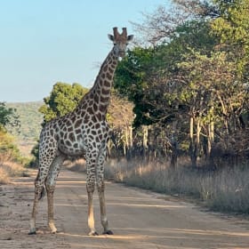 ✨ A Safari That Feeds the Soul ✨ item