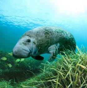 Canvas Art Manatee Print item