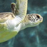 Dubuque National Mississippi River Museum & Aquarium item