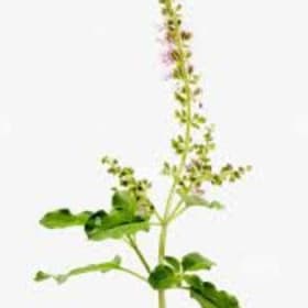 Tulsi Leaves item