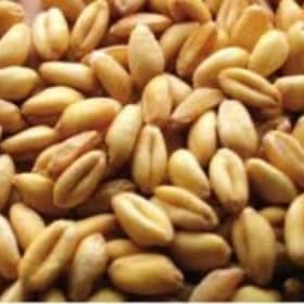 Wheat (Godhumalu) item