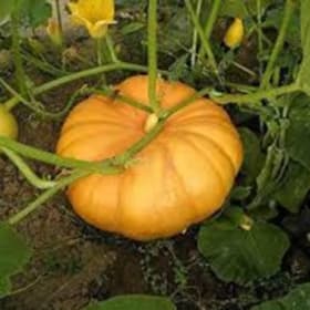 Pumpkin (Gummadi Kaya) item