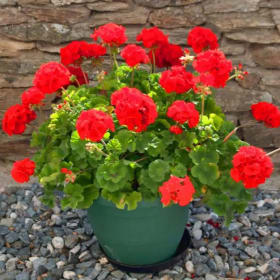 Geranium (Pot) item