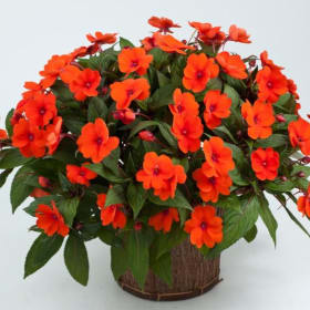 Impatiens-New Guinea (Basket) item