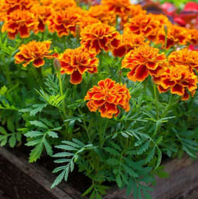 Marigolds (Flat) item