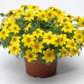 Bidens (Pot) item