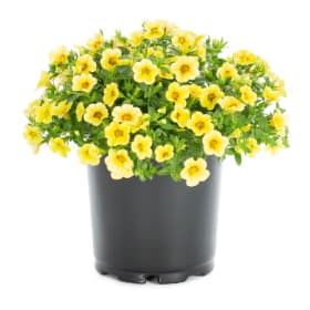 Calibrachoa (Pot) item