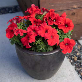 Petunia (Pot) item
