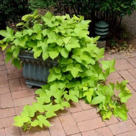 Sweet Potato Vine (Pot) item