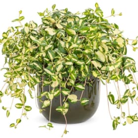 Vinca Vine (Pot) item