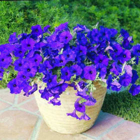 Petunia, Wave (Basket) item