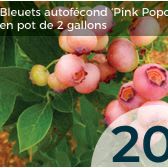 Bleuets Pink popcorn item