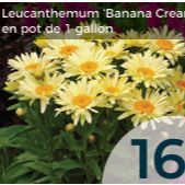 Leucanthemum item
