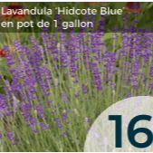 Lavandula item