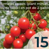 Tomates item
