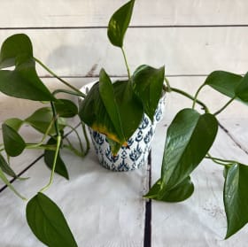 Pothos (house plant) item